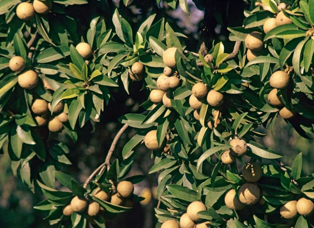 Chiku fruit on sale